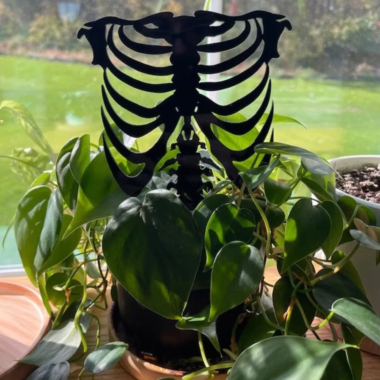 Rib Cage Acrylic Plant Support/Trellis